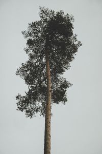 Low angle view of tree against sky