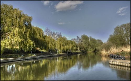 Reflection of trees in lake