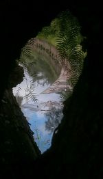 Reflection of trees in water