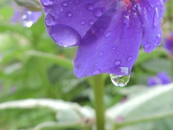 Close-up of water drops on purple flower