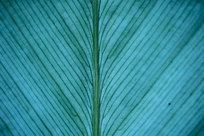 Full frame shot of palm leaf