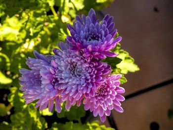 Close-up of purple flowering plant