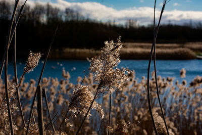 Close-up of wilted plant on field against sky