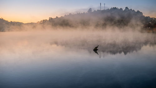 Bird flying over a lake