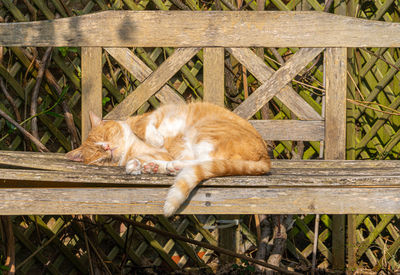 Cat resting relaxing and sleeping on a wood bench in sunshine