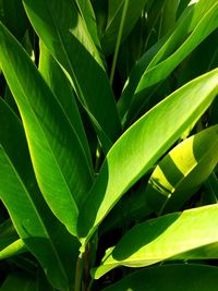 Full frame shot of green leaves