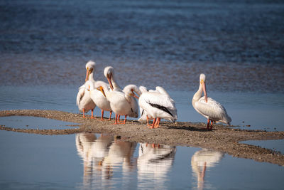 White pelican bird pelecanus erythrorhynchos in a marsh along the ding darling wildlife preserve 
