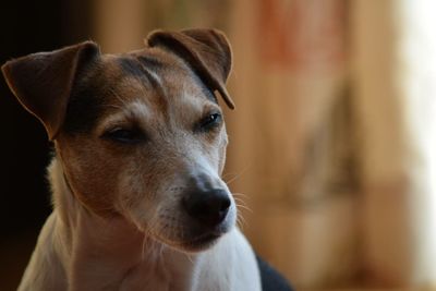 Close-up portrait of a dog looking away