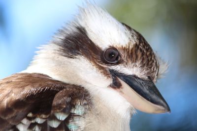 Close-up of kookaburra