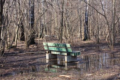 Empty bench in forest