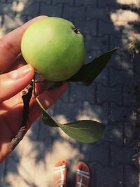 Close-up of hand holding apple