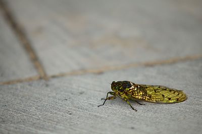 Close-up of insect