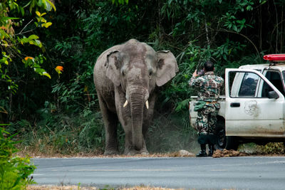 elephant