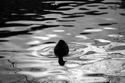 High angle view of duck swimming in lake