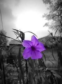 Close-up of purple flowering plant