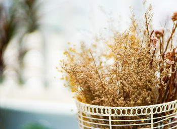 Close-up of potted plant on table