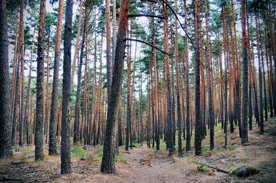 Trees in forest