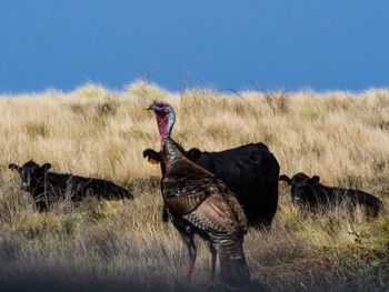 Turkey with cows on grassy field against clear blue sky