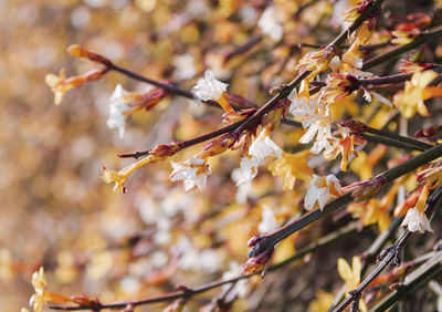 Close-up of cherry blossoms on branch