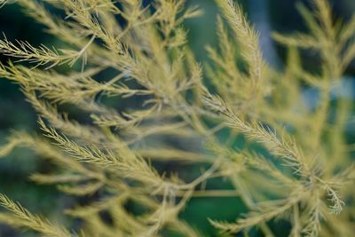 Close-up of stalks in field