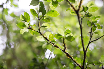 Close-up of leaves on branch