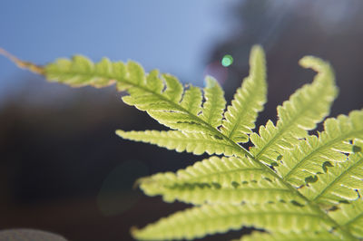green