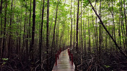 Boardwalk in forest