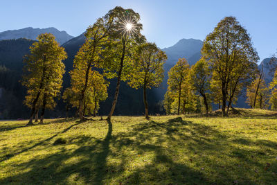 Sunlight streaming through trees on landscape