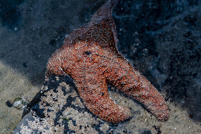 High angle view of starfish in sea