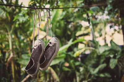 Close-up of shoes hanging on plant