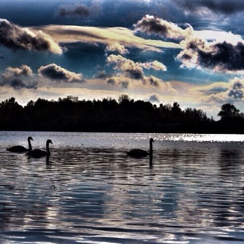 water, animal themes, lake, bird, sky, waterfront, animals in the wild, wildlife, cloud - sky, silhouette, reflection, tranquil scene, rippled, tranquility, tree, nature, scenics, sunset, beauty in nature, cloud