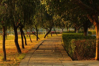 Walkway amidst trees