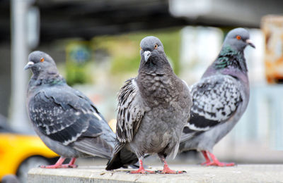 Three pigeons