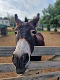 Close-up of donkie