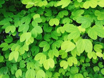 Full frame shot of leaves