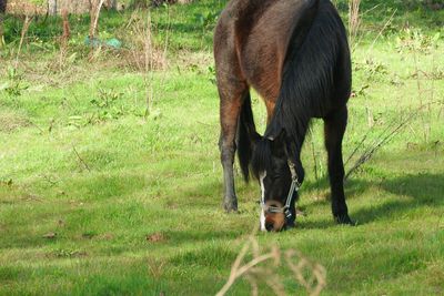 Horse grazing in grassy area