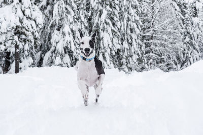 Harlequin great dane dog running in a winter snow covered forest.