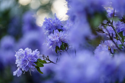 Close-up of purple flowering plant