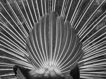 Full frame shot of feather