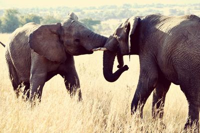 View of elephant on field