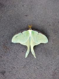 High angle view of leaf on ground