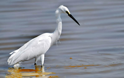 Close-up  snowy egret  on lake