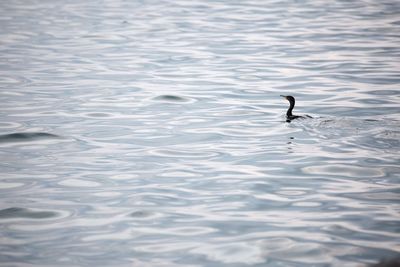 Bird swimming in lake