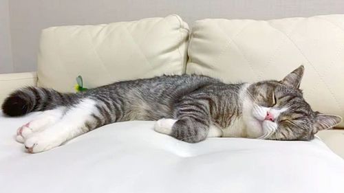 Cat sleeping on bed