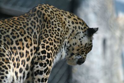 Close-up of leopard