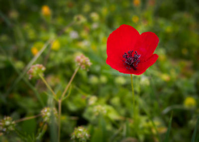 Close-up of red poppy flower on field