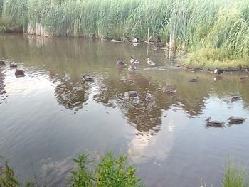 View of birds in lake