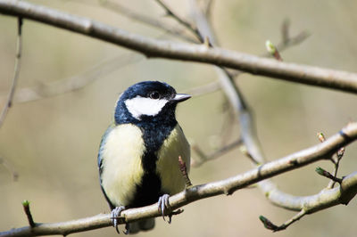 Close-up of bird perching on branch