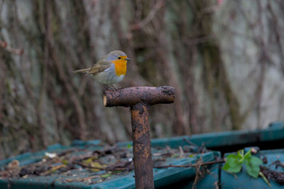 Bird perching on a branch