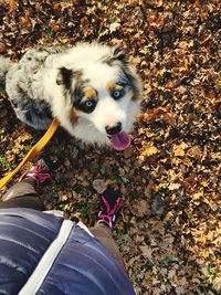 Low section of person with dog on leaves during autumn